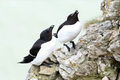 Auks