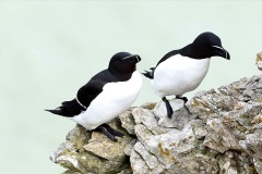 Razorbill-3-nb-04-2025