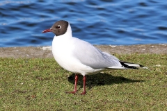 Black-headed-Gull-Killingworth-Lake-02-25