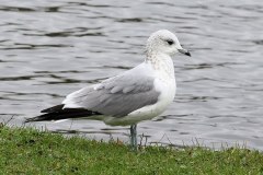 Common-Gull-Killingworth-Lake-11-2024