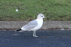 DW6A3040-tw-common-gull