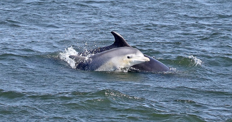 1_Dolphin-1