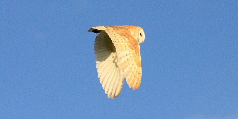 Barn-Owl-Paul-Buskin-1