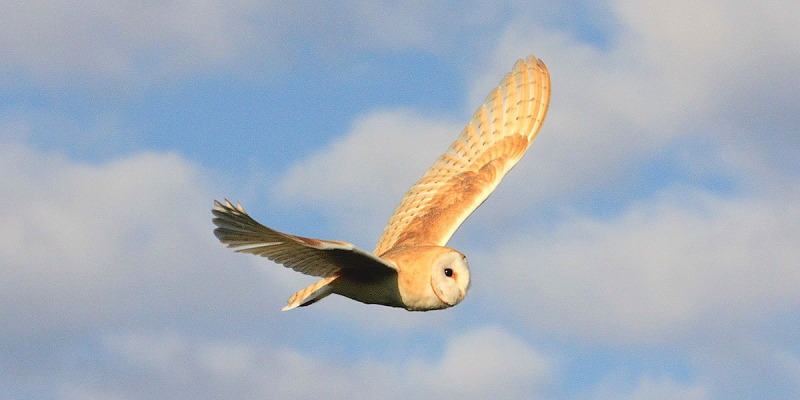 Barn-Owl-Paul-Buskin-3