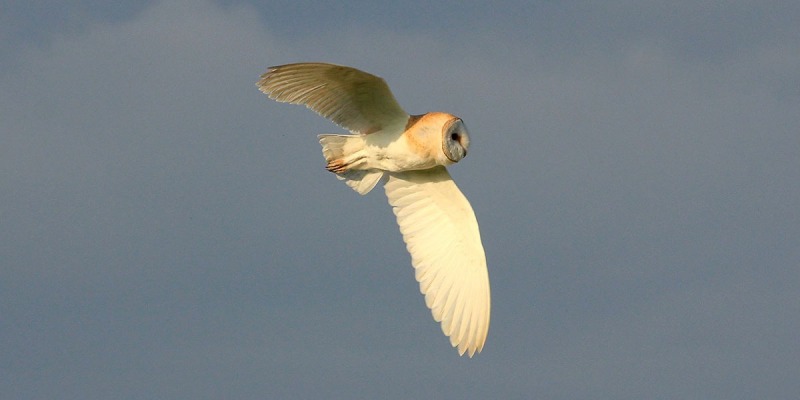 Barn-Owl-Paul-Buskin-4