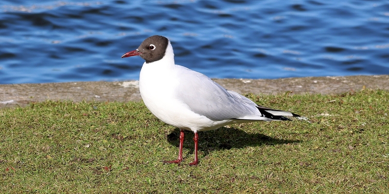Black-headed-Gull-Killingworth-Lake-02-25