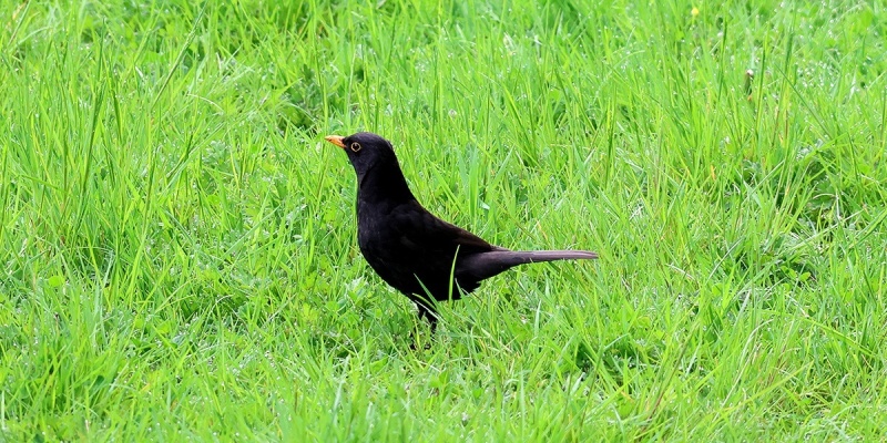 Blackbird-Ouseburn-2024