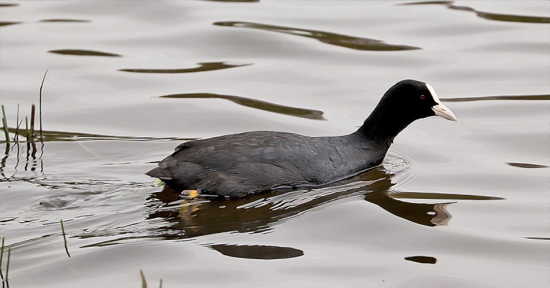 Coot-05-2022
