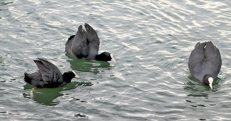 Coot-Saltwell-Park-1-nb