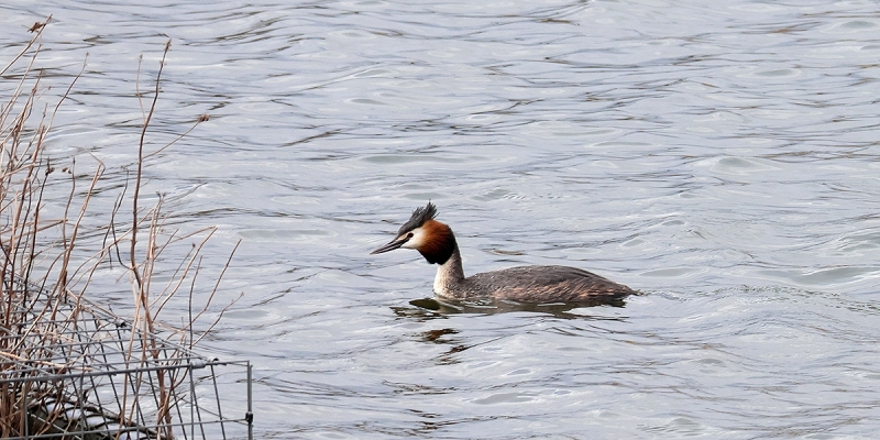 G-C-Grebe