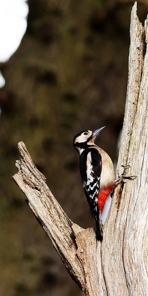 Great-Spotted-Woodpecker-1-Gosforth-Park-03-25
