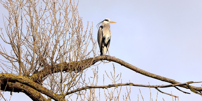 Grey-Heron-Exhibition-Park-02-2024