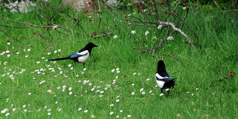 Magpies-Two-for-Company