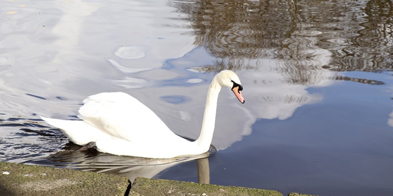 Mute-Swan-1-Exhibtion-Park-02-2024