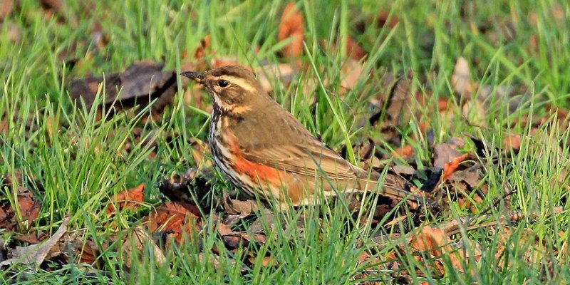 Redwing-1-Wallsend-Green