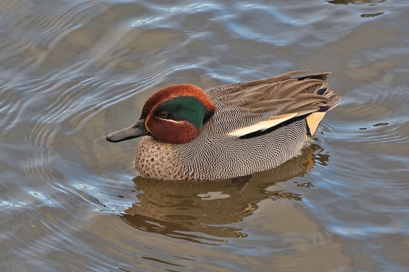 Teal-3-Killingworth-Lake-01-01-2025