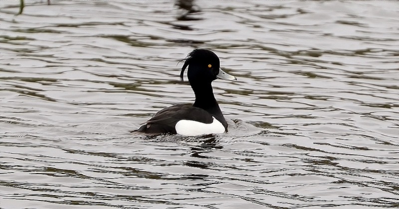Tufted-Duck-05-2022