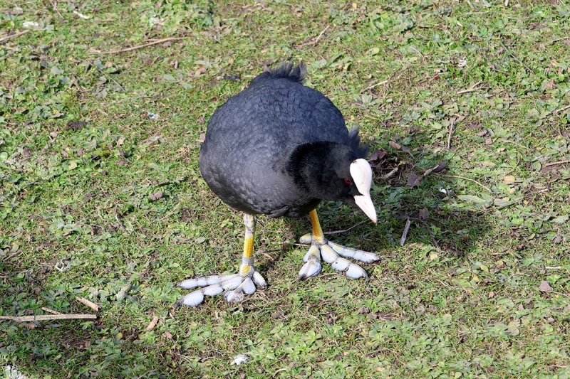 coot-