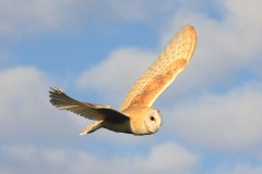 Barn-Owl-Paul-Buskin-3