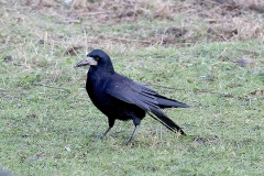 Crows