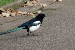 Magpie-11-2024