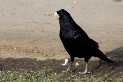 Rook-1-QE11-CP-Newcastle-Birder-gallery