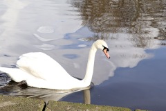 Mute-Swan-1-Exhibtion-Park-02-2024