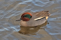 Ducks