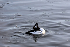 Goldeneye-Killingworth-01-2025