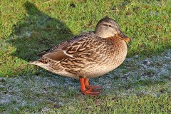 Mallard-Killingworth-Lake-01-2025