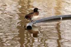 Tufted-Duck-Exhibition-Park-02-2024