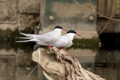 Common-Terns-Chester-le-Street-nb