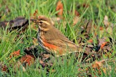 Redwing-1-Wallsend-Green